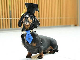 Meet Jimmy Chipolata: The UK's...